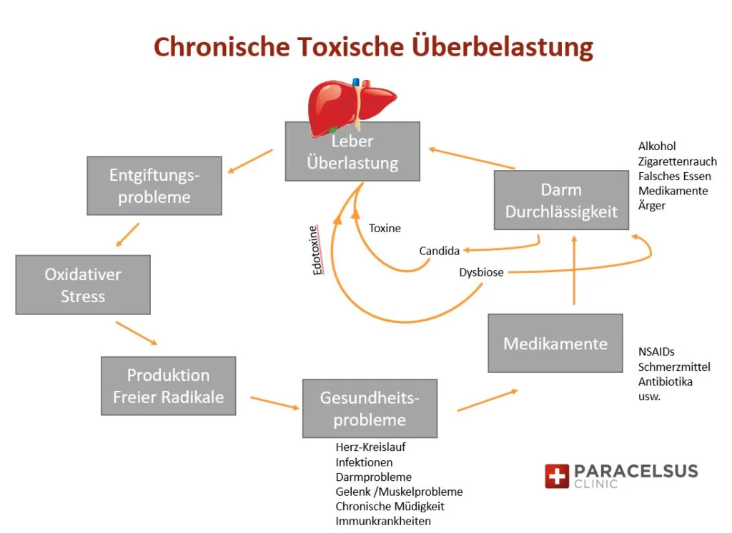 Grafik die die chronische toxische Überlbelastung beschreibt